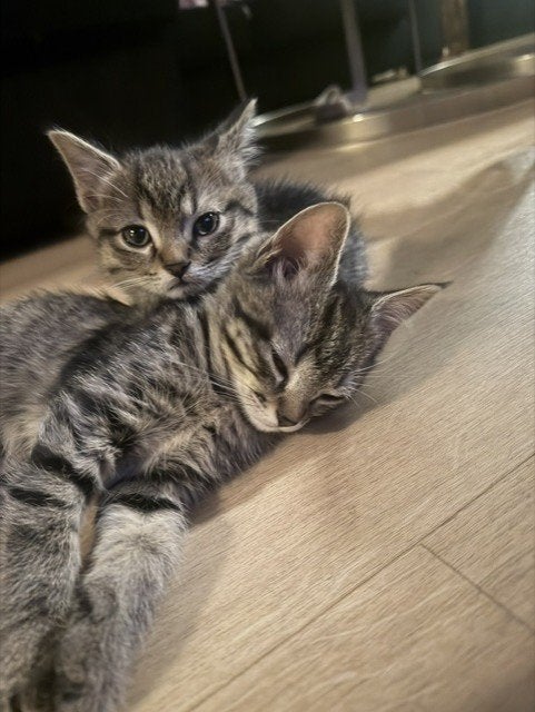 kittens, Meerdere dieren, Ontwormd, 0 tot 2 jaar