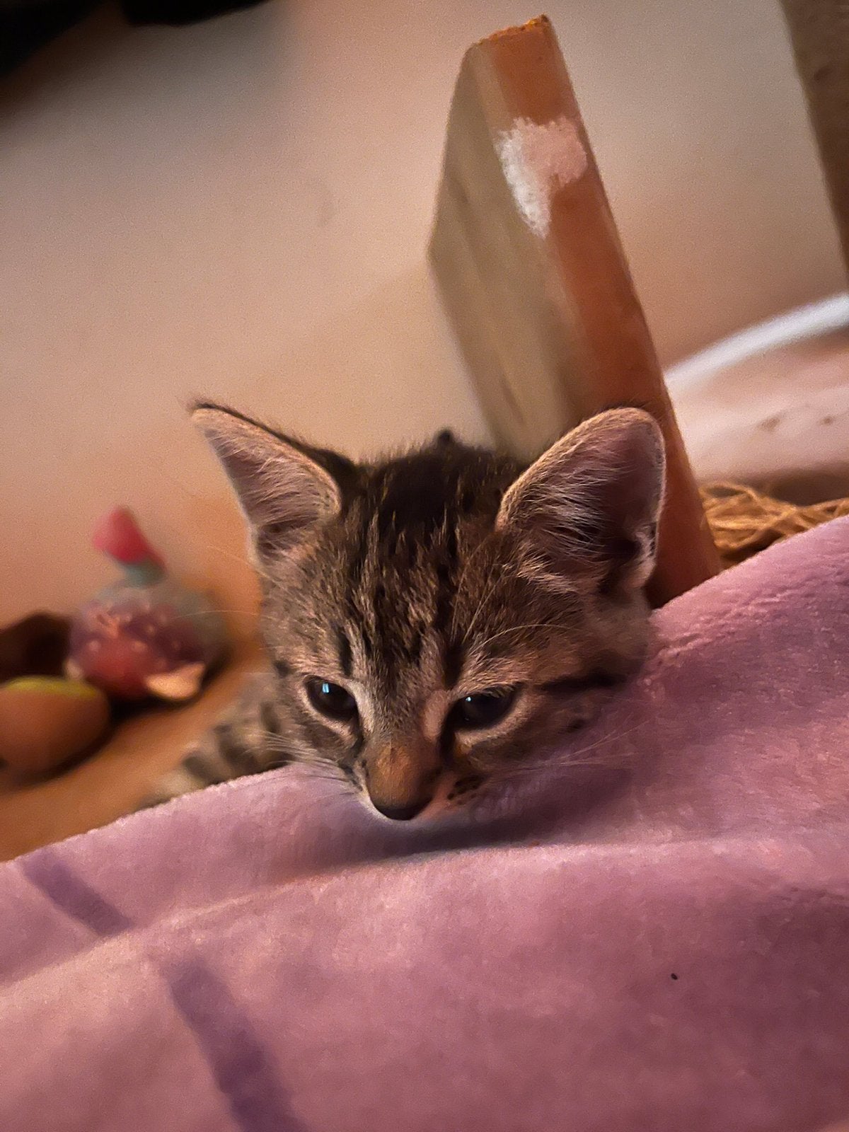Kitten (m) 10 weekjes oud, Ophalen of Verzenden, Nieuw