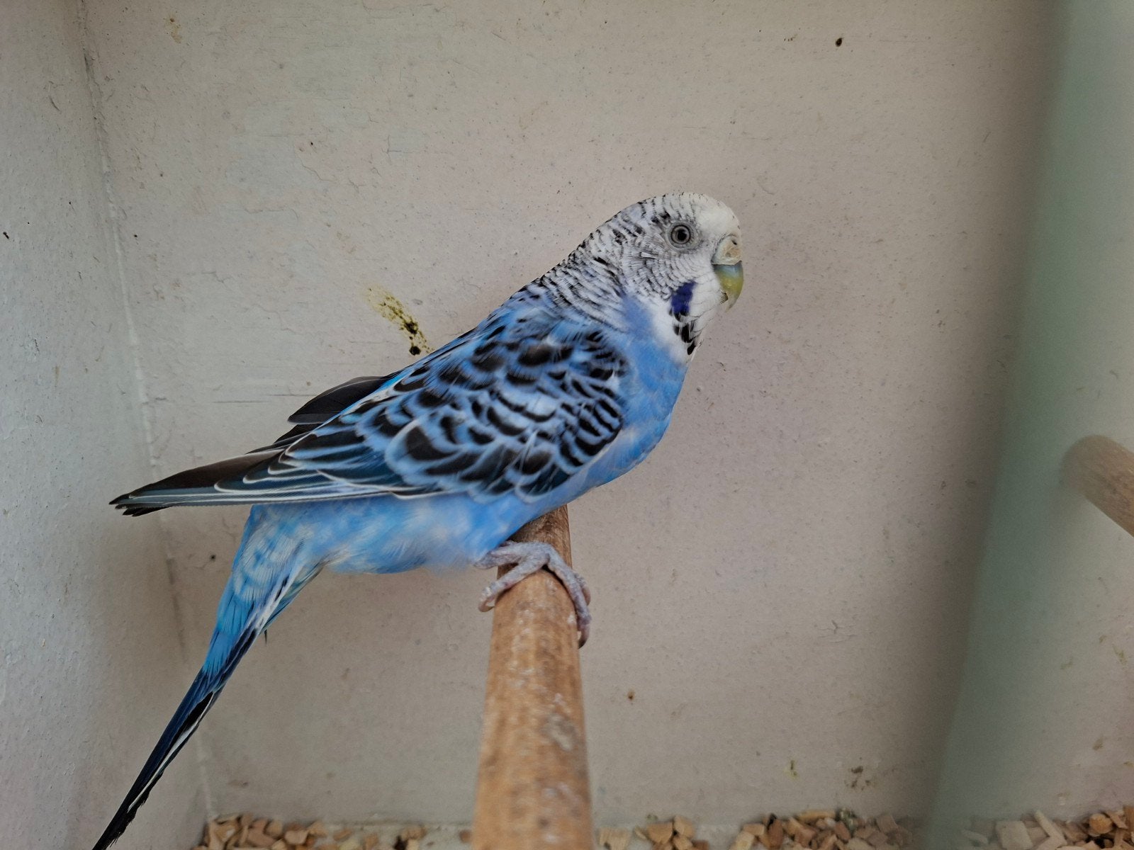 Parkiet blauw, Vrouwelijk, Parkiet, Tam