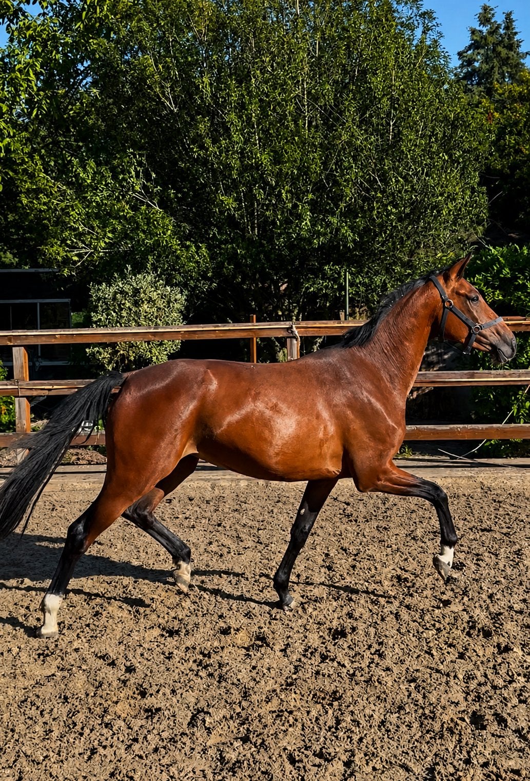 3,5 jarige gezonde  bruine merrie van osborne, Merrie, Dressuurpaard, 3 tot 6 jaar, 160 tot 165 cm