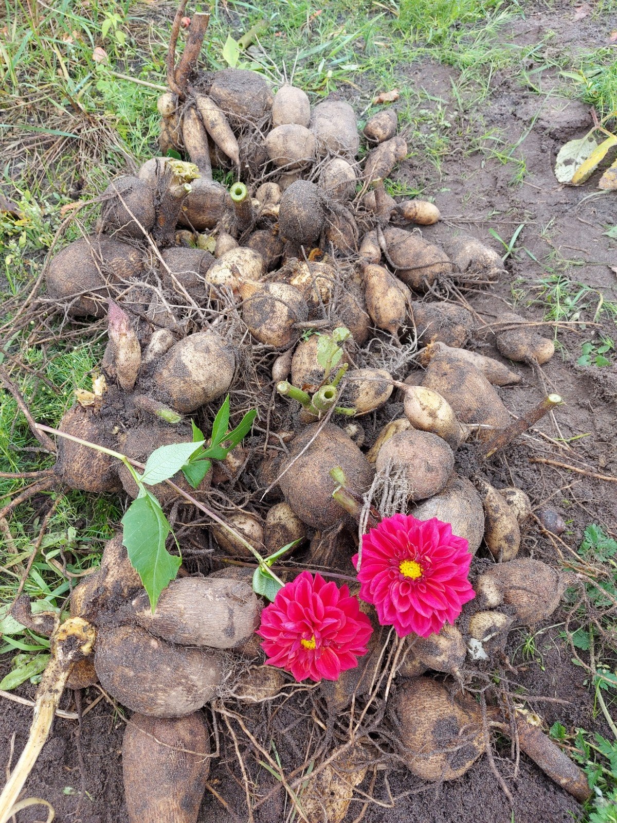 dahlia rood knollen bollen 2,- en 3v5, Ophalen of Verzenden, Voorjaar, Volle zon, Knol