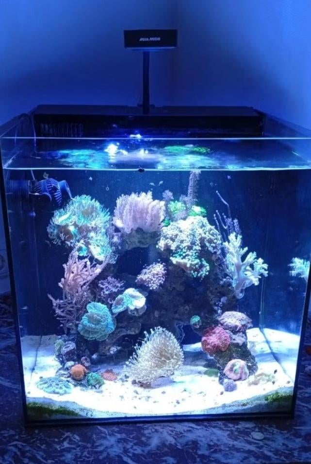 Zeeaquarium, Gevuld zeewateraquarium, Zo goed als nieuw, Aqua Medic, Ophalen