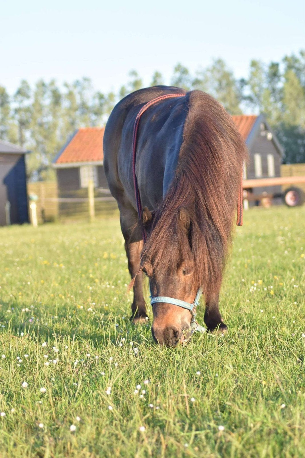 Shetlander ruin, beleerd en betuigd, Ruin, A pony (tot 1.17m), Ontwormd