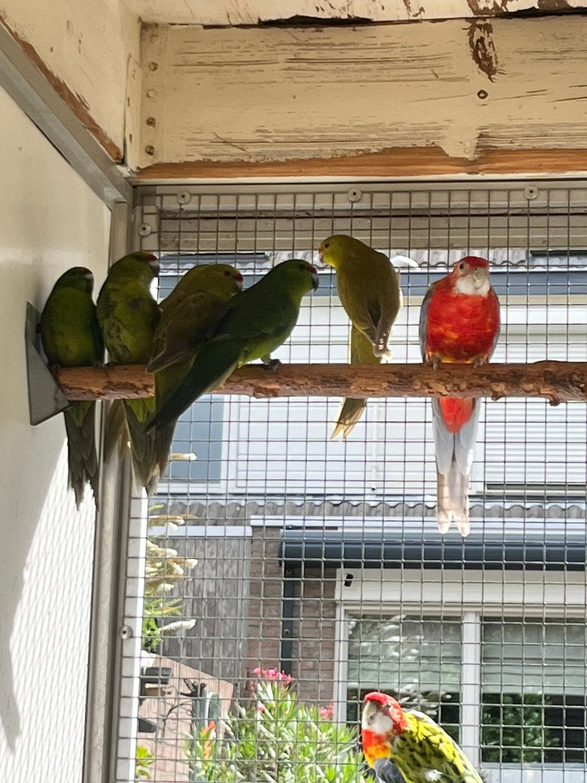 Te koop 10 geel voorhoofd Kakariki’s, Meerdere dieren, Parkiet, Geringd
