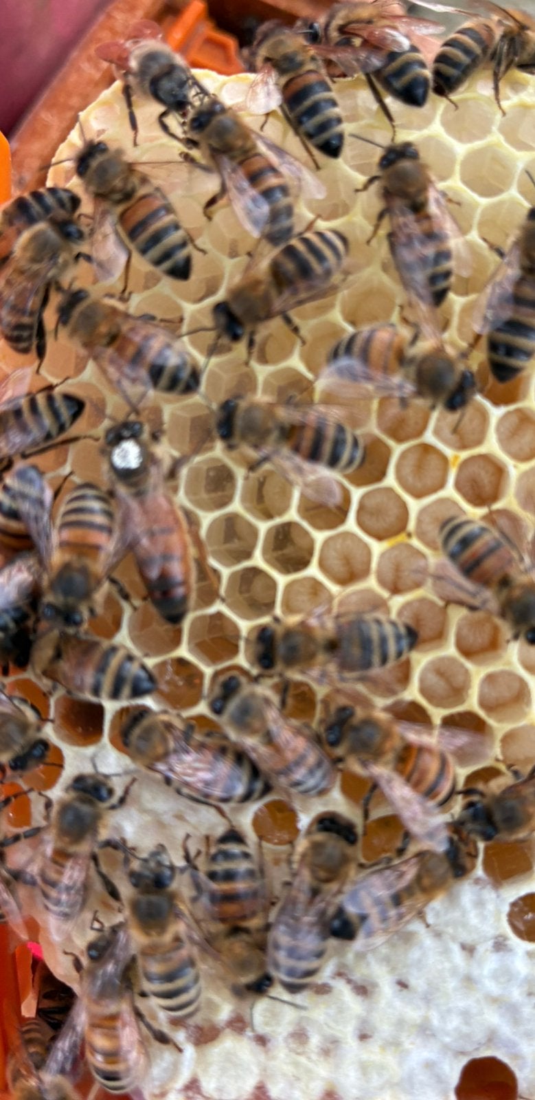 Buckfast P-moeren 2026, Overige soorten