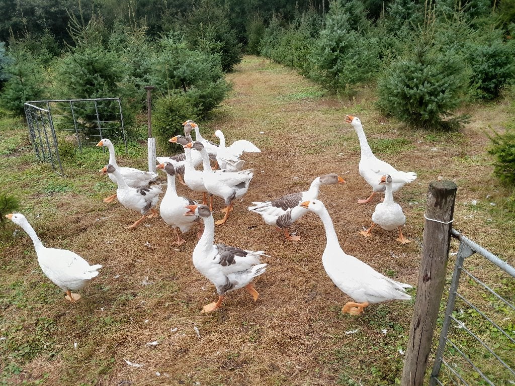 ganzen, Dieren en Toebehoren, Pluimvee, Meerdere dieren, Gans of Zwaan