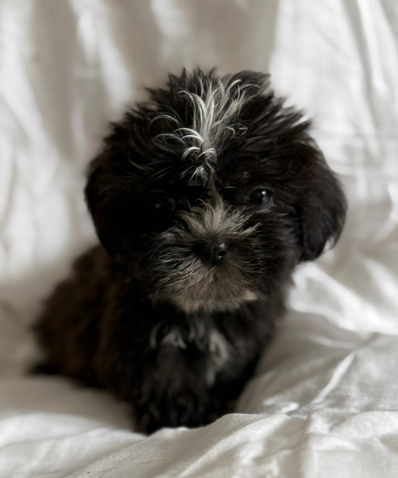 Maltipoo pups, Parvo, Overige rassen, 8 tot 15 weken, Meerdere