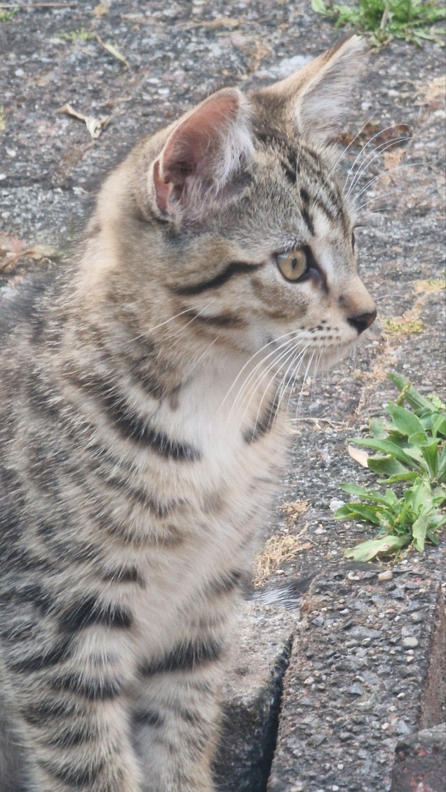 Kittens gratis