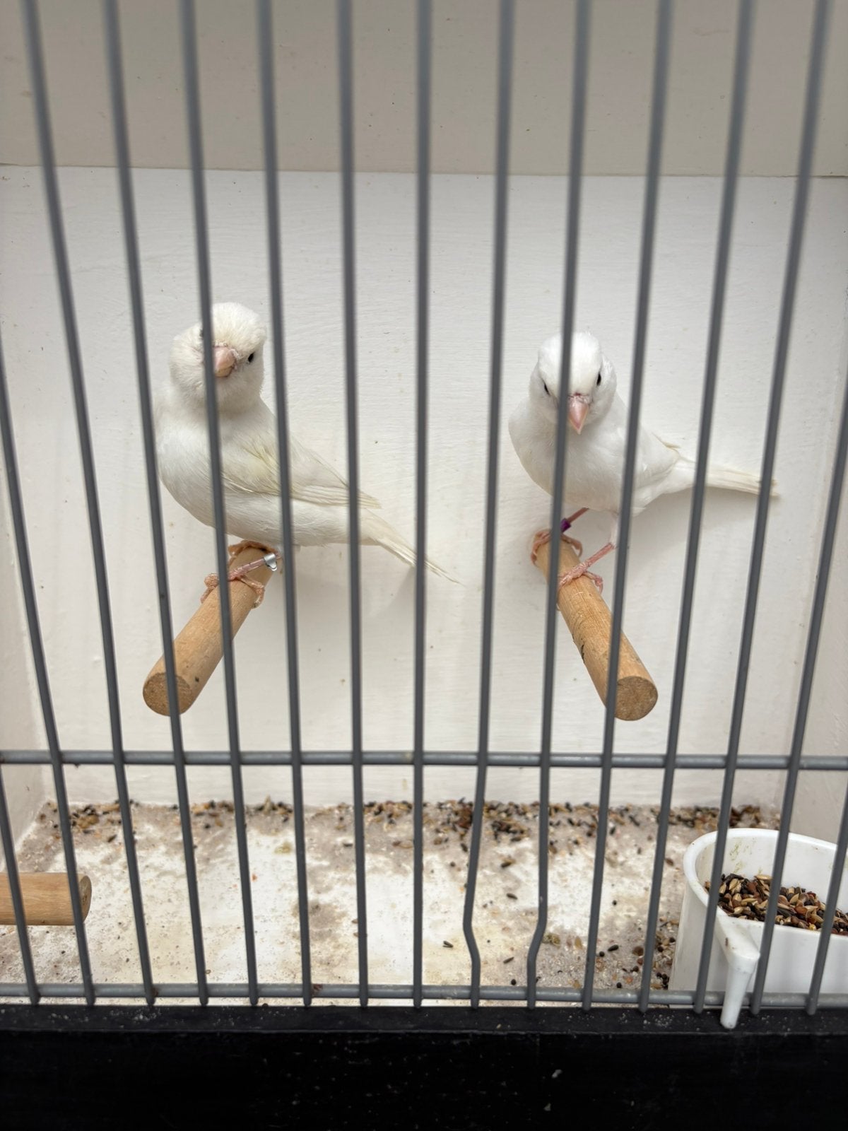 Koppel witte kanaries, Meerdere dieren, Kleurkanarie