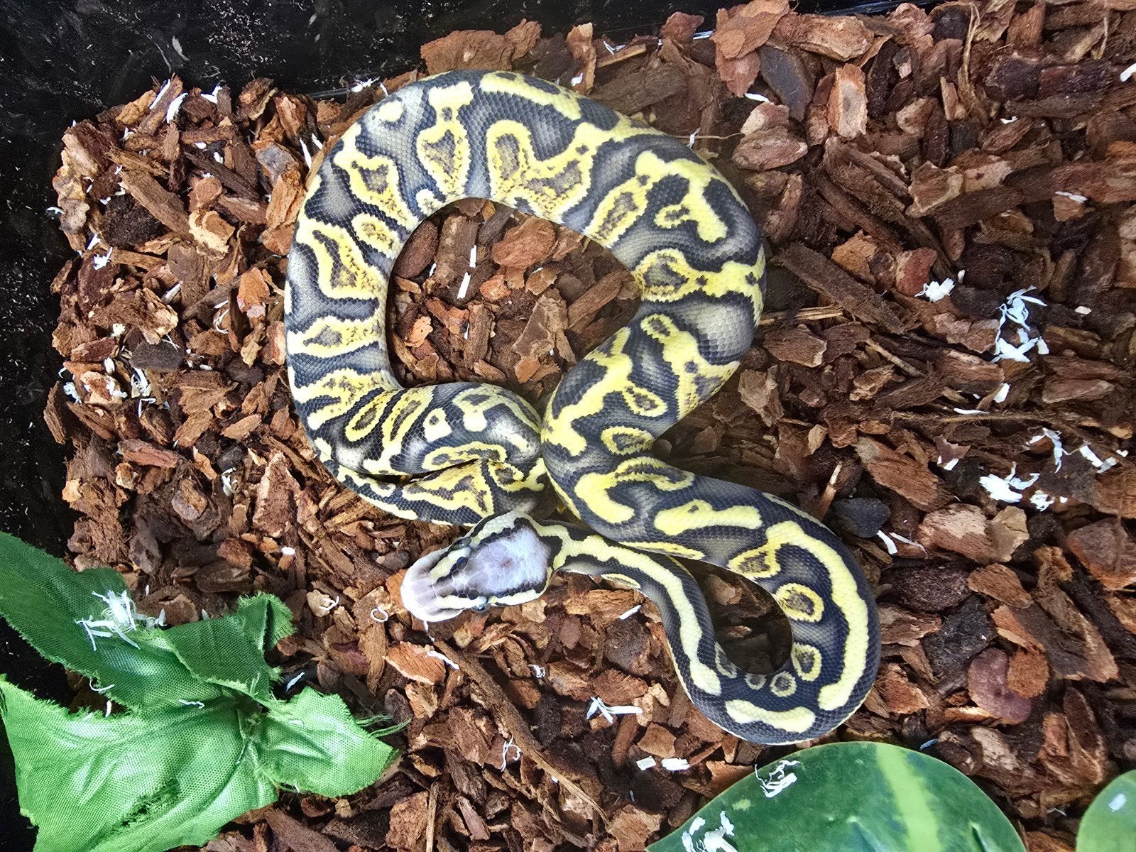 Koningspython (Python regius) – vele kleuren NK 2026 Ball Python photo 6