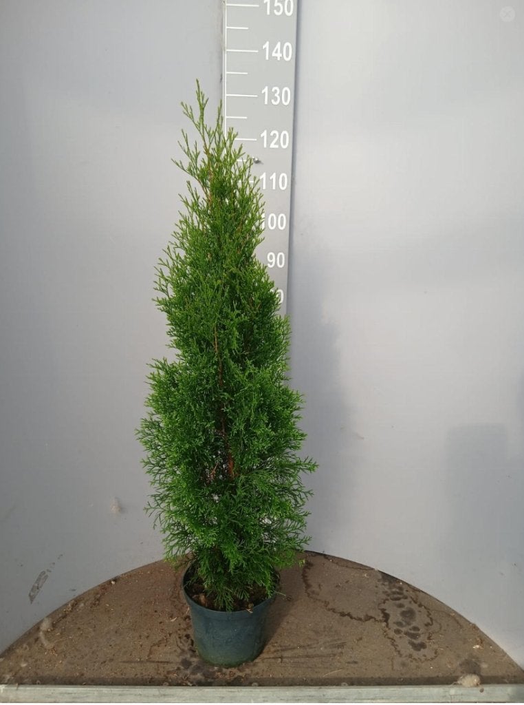 Thuja smaragd potgekweekte coniferen, Verzenden, Conifeer, Haag, 100 tot 250 cm
