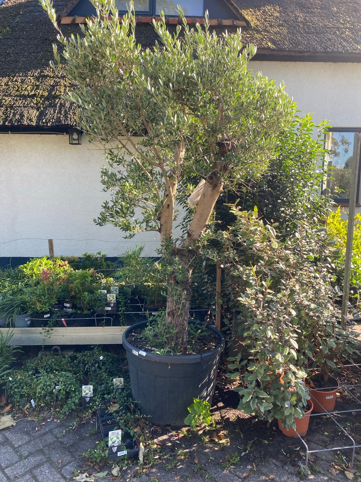 Oude olijfboom - Prachtige knaller !, Tuin en Terras, Lente, Olijfboom, 250 tot 400 cm, Ophalen