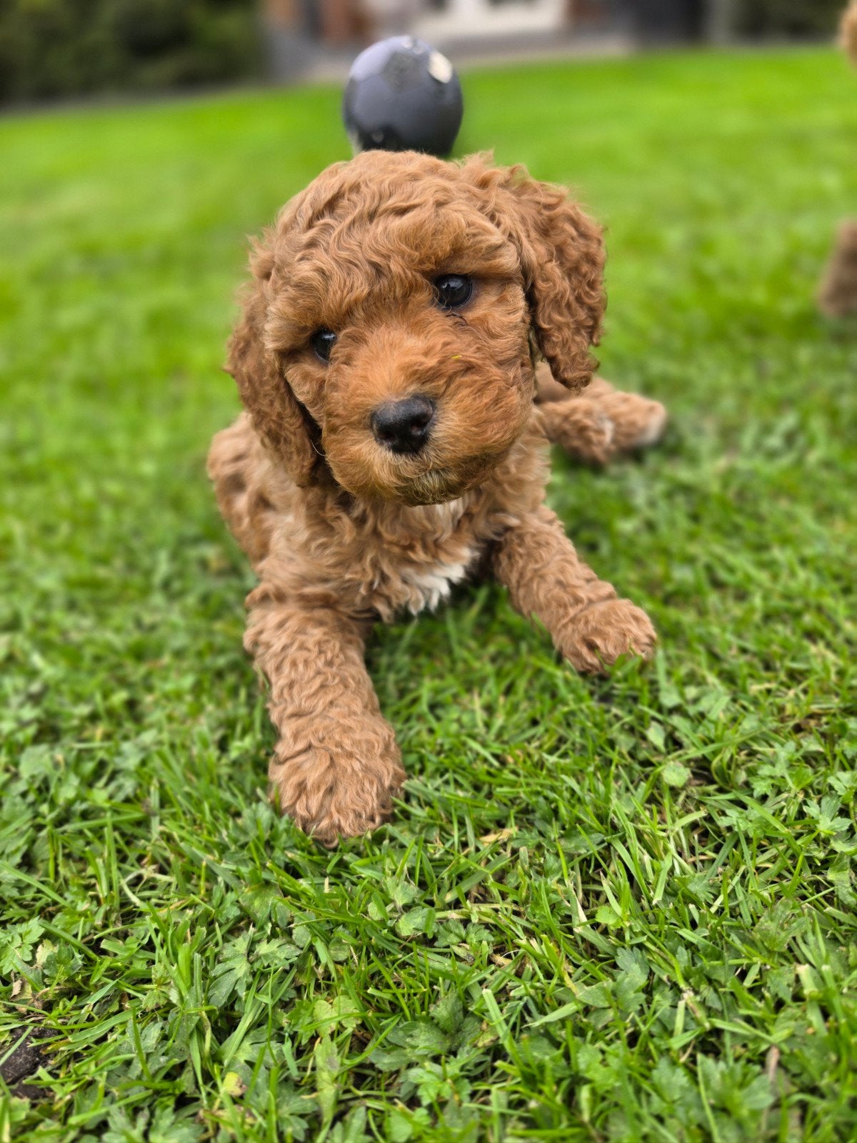 Labradoodle puppie's Rood en Abrikoos!, Overige rassen, 8 tot 15 weken, Meerdere, Meerdere dieren