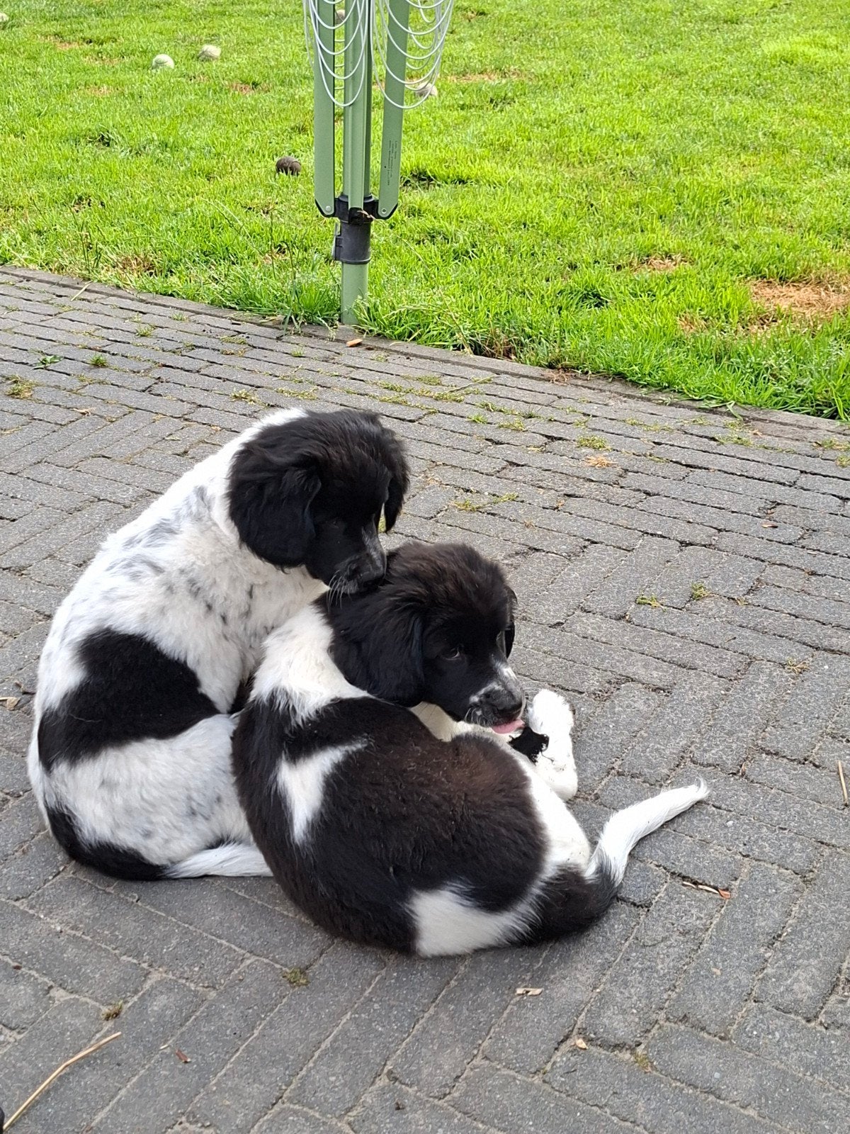 Mooie, vrolijke en lieve Friese Stabij pup (teefje), 8 tot 15 weken, Teef, Eén hond, Middel