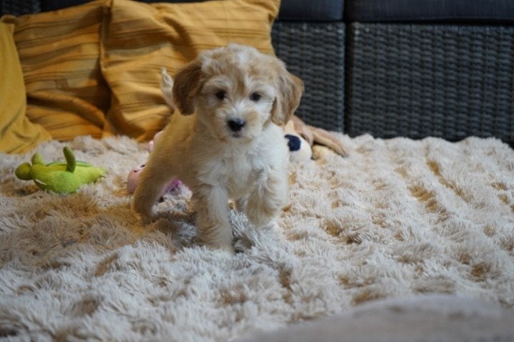 Medium boomer kruising tibetaanse terrier - labradoodle pups, Nederland, Parvo, Overige rassen, 8 tot 15 weken