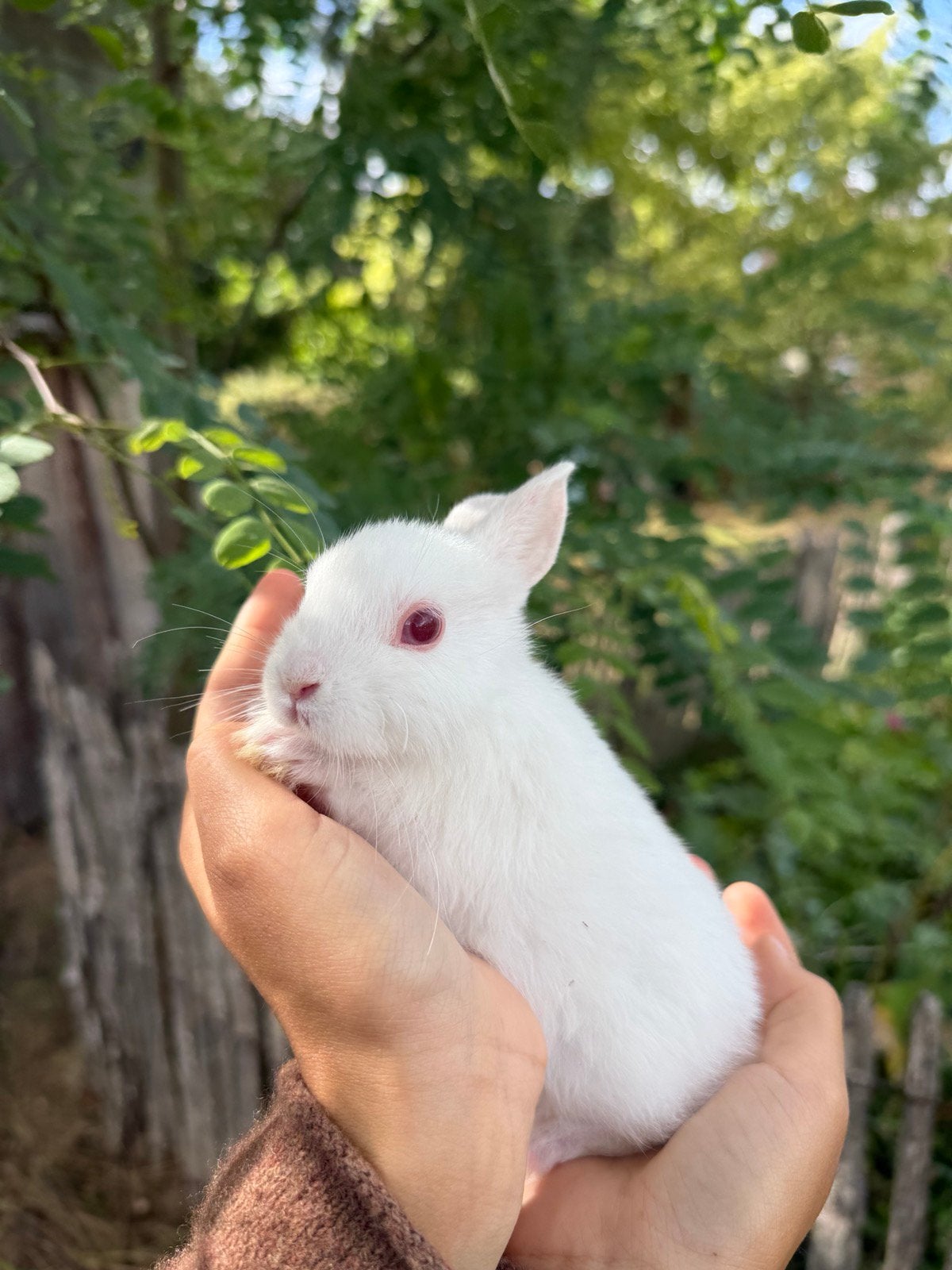 Albino Dwergkonijn, Geslacht onbekend, Dwerg, 0 tot 2 jaar