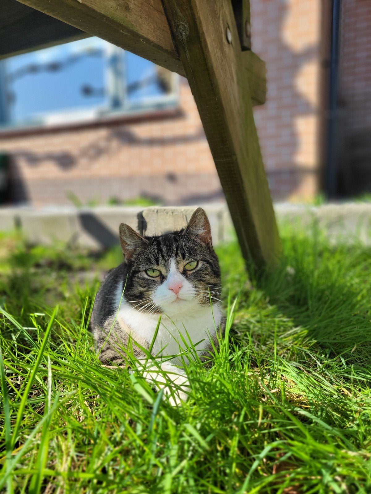 boerderijkat