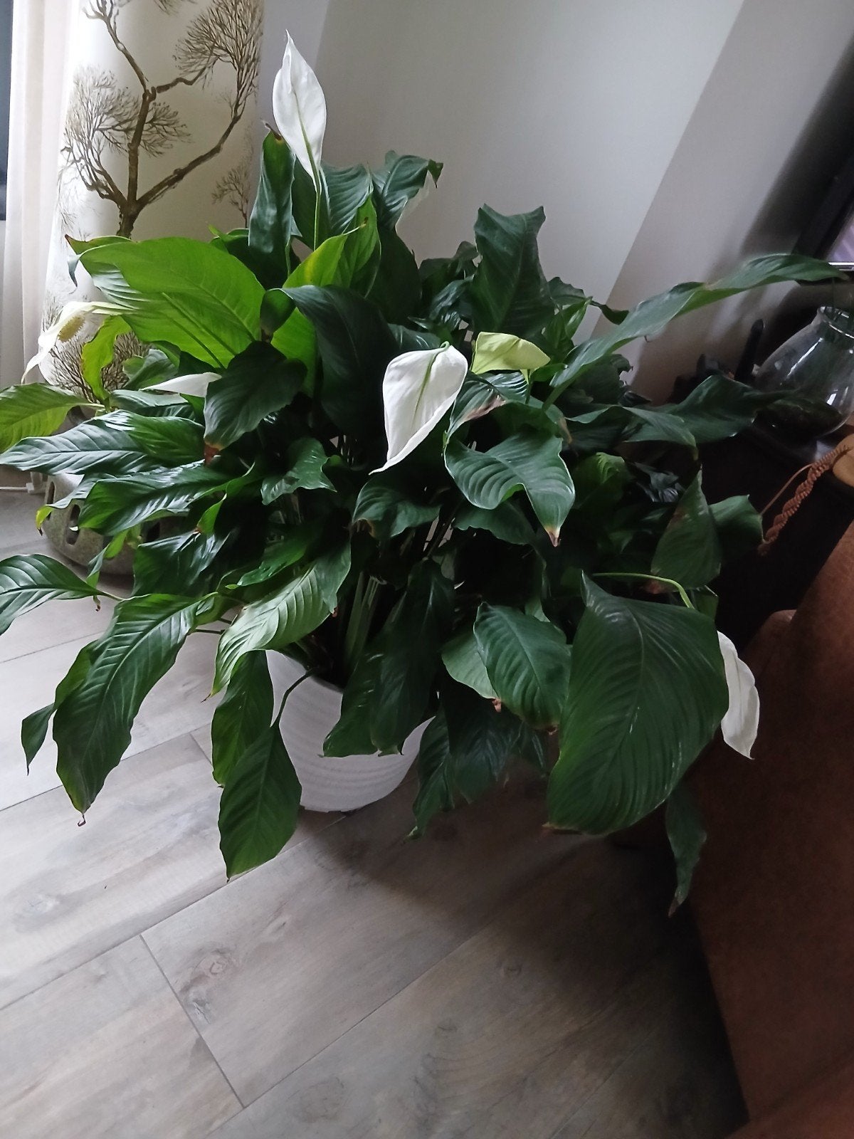 Grote Vredeslelie (Spathiphyllum) in pot, Ophalen, 100 tot 150 cm, Overige soorten, Halfschaduw