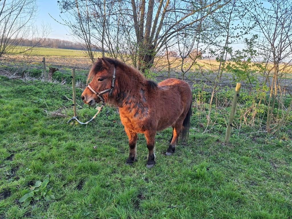Pony ruin 103cm rustig en lief, Dieren en Toebehoren, Pony's, Ruin