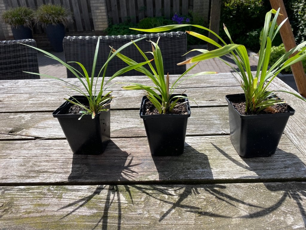 Liriope muscari ‘Moneymaker’ (Leliegras), Vaste plant, Halfschaduw, Zomer, Ophalen