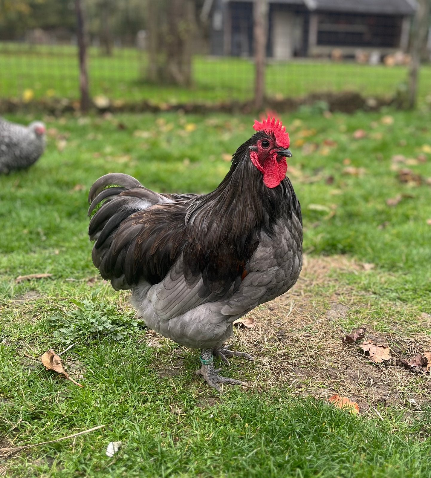 Trio orpington krielen, Dieren en Toebehoren, Meerdere dieren, Kip