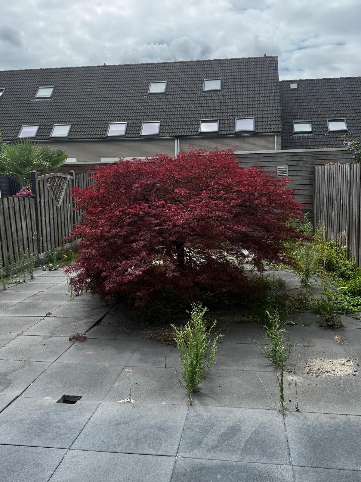 Prachtige Japanse Esdoorn (zelf uitgraven), Halfschaduw, Lente, 250 tot 400 cm, Overige soorten
