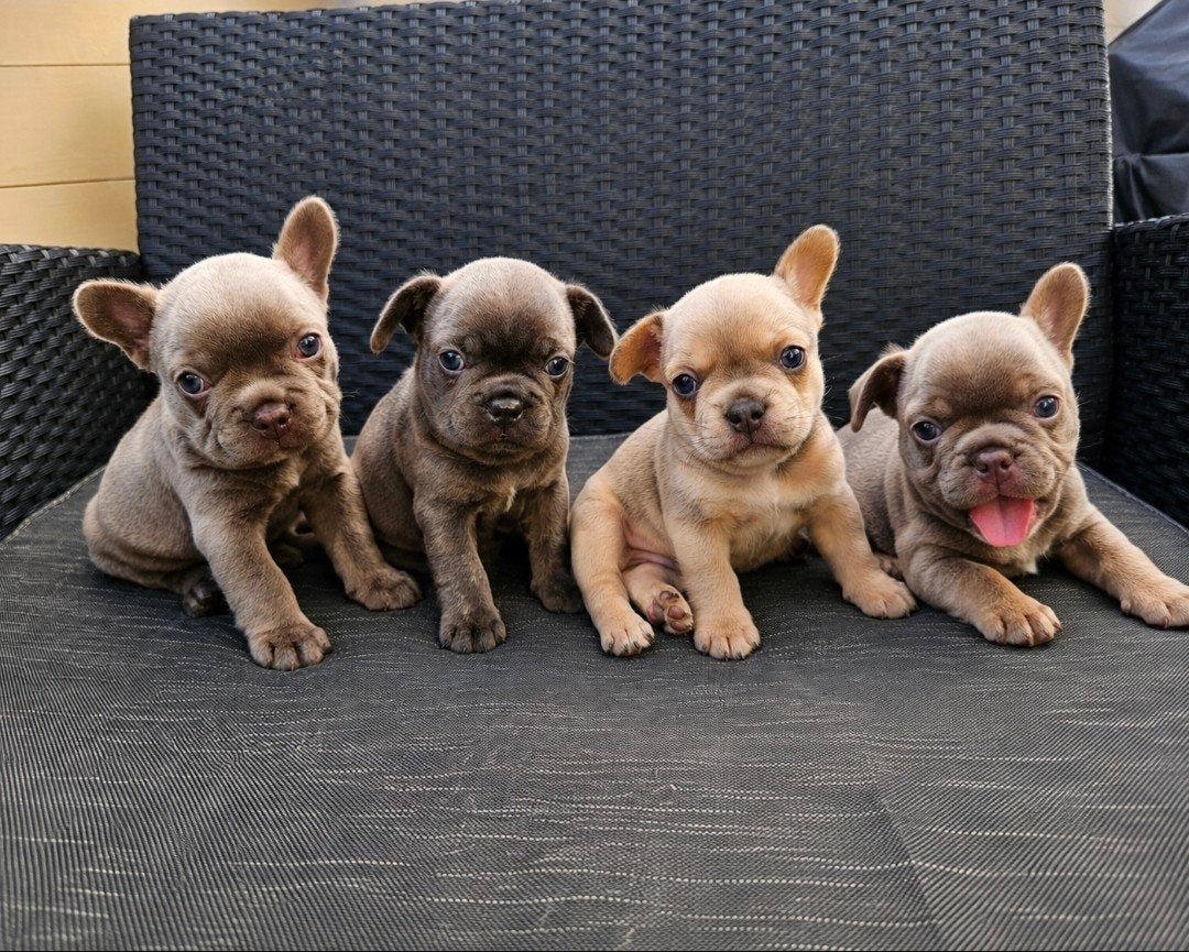 franse bulldog pups, Dieren en Toebehoren, Honden | Bulldogs, Pinschers en Molossers, CDV (hondenziekte), 8 tot 15 weken, Bulldog