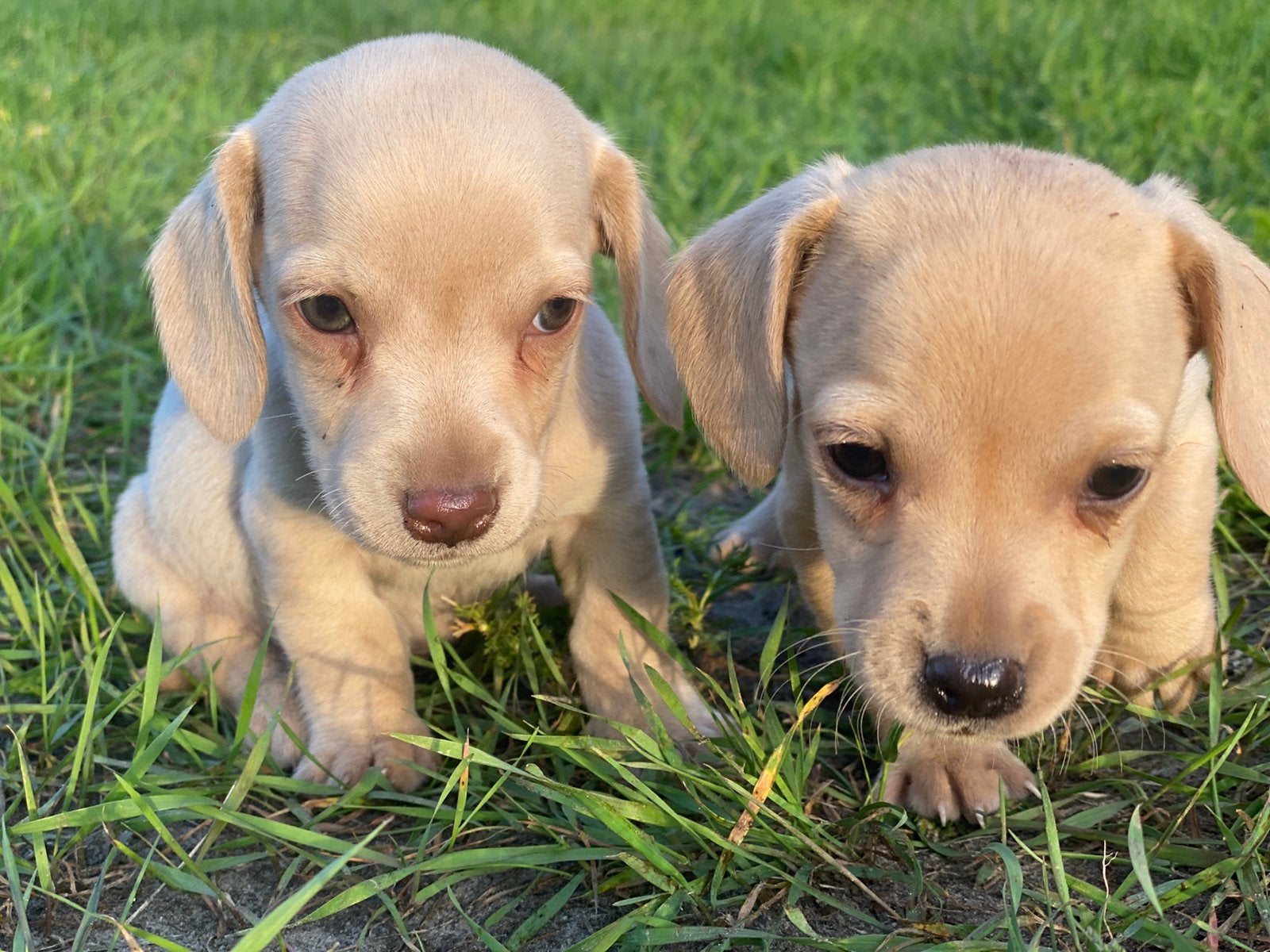 Kortharige teckels cream blond bruin met vleugje chihuahua, Parvo, 8 tot 15 weken, Korthaar, Dwerg