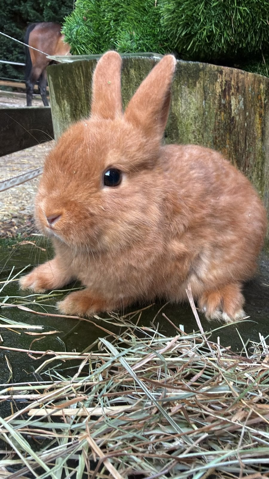 kleurdwerg konijntjes te koop!, Dieren en Toebehoren, Meerdere dieren, Dwerg