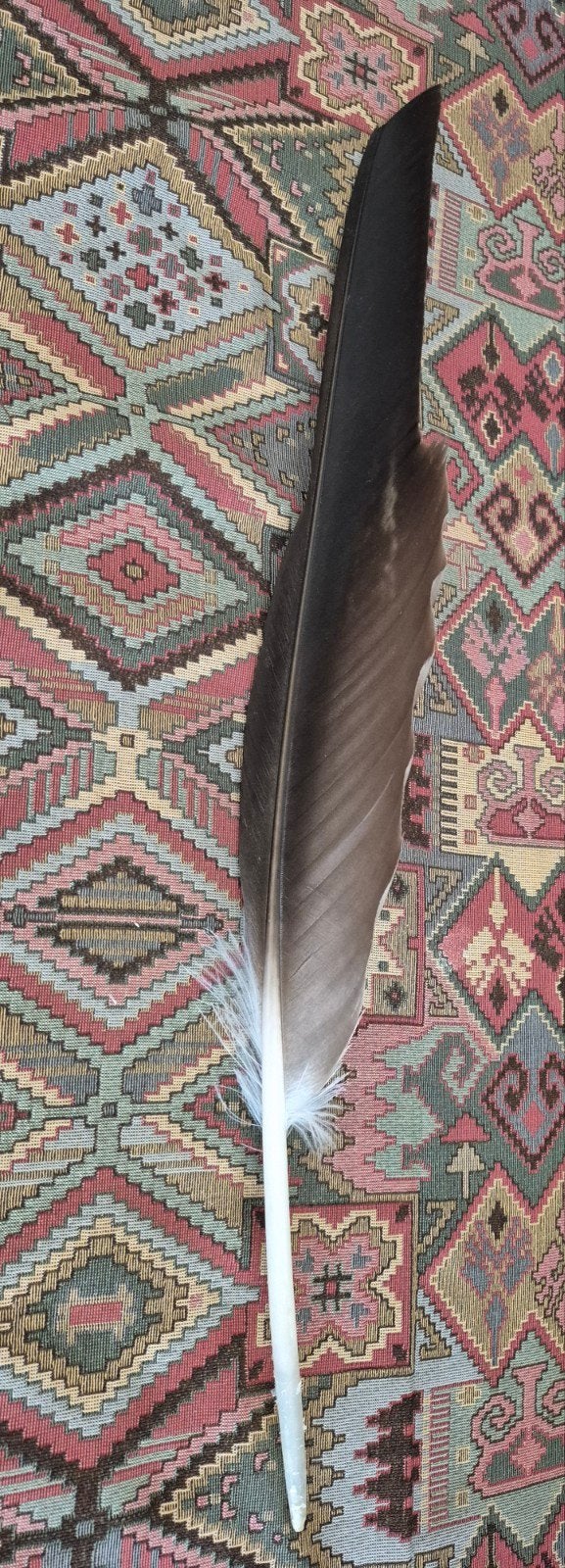 Grote Adelaarsveer eaglefeather 56,5 cm, Ophalen of Verzenden, 58 cm, Overige herkomsten, Bruin