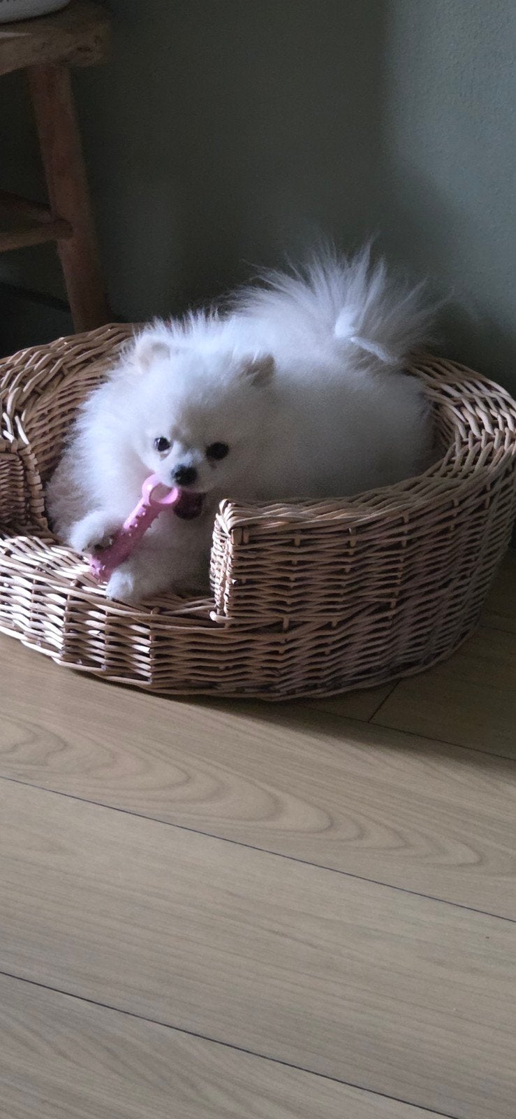 Mooie lieve Pomeriaan., Particulier, Keeshond, 15 weken tot 1 jaar, Buitenland
