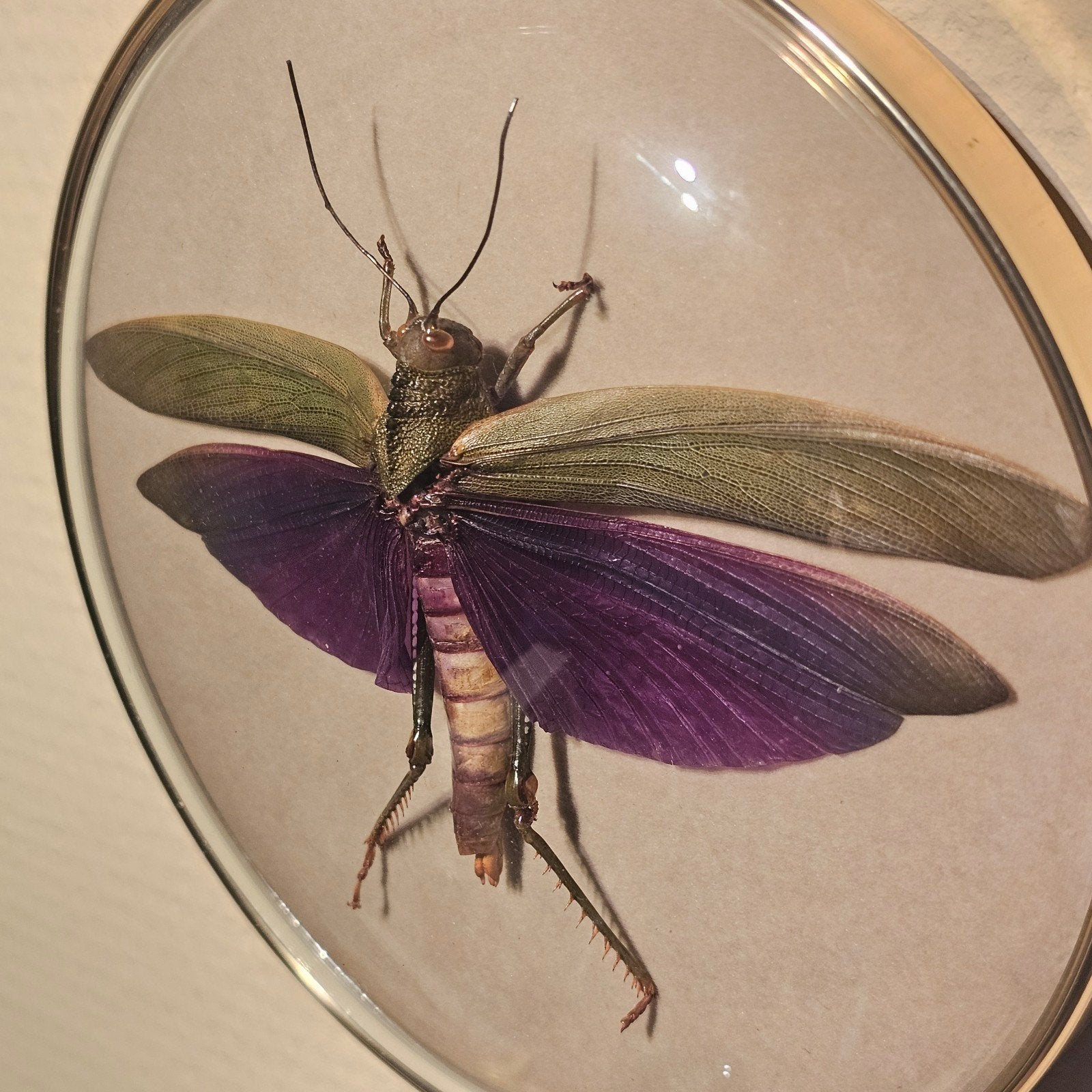 Titanacris albipes (sprinkhaan) in vintage lijst met bol gla, Huis en Inrichting, Woonaccessoires | Lijsten, Ophalen of Verzenden