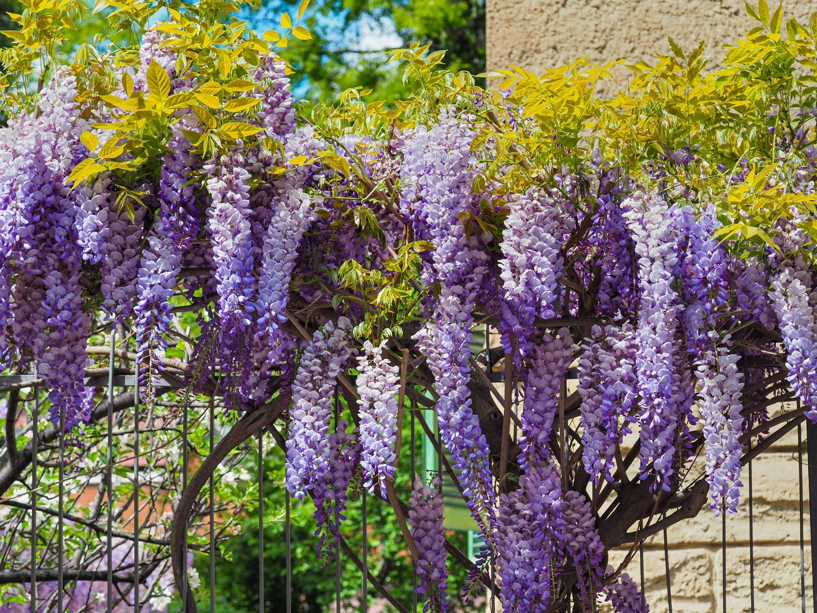 Blauwe Regen ‘Prolific’ 80-100 cm | Wisteria Sinensis, Tuin en Terras, Planten | Tuinplanten, Ophalen of Verzenden, Klimplanten