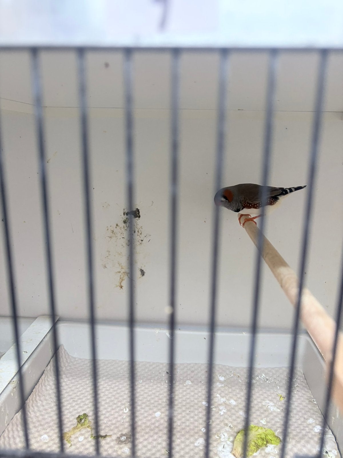 Zebravinken, Dieren en Toebehoren, Vogels | Overige Vogels, Meerdere dieren, Geringd