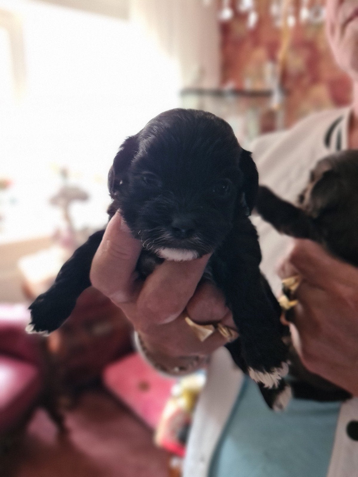 Nog Boomer Maltipo, Dieren en Toebehoren, Honden | Chihuahua's en Gezelschapshonden, Overige rassen, 8 tot 15 weken, Teef, Eén hond