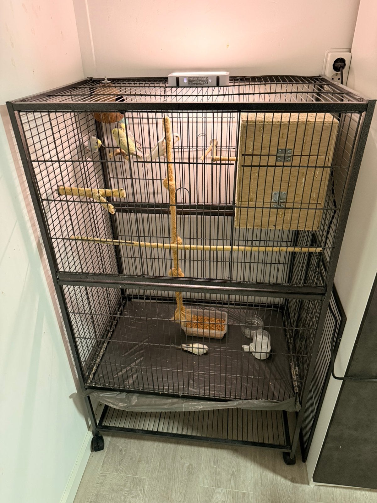 Grasparkiet speciale kleur, Ophalen, Zo goed als nieuw, Hout, Vogelkooi