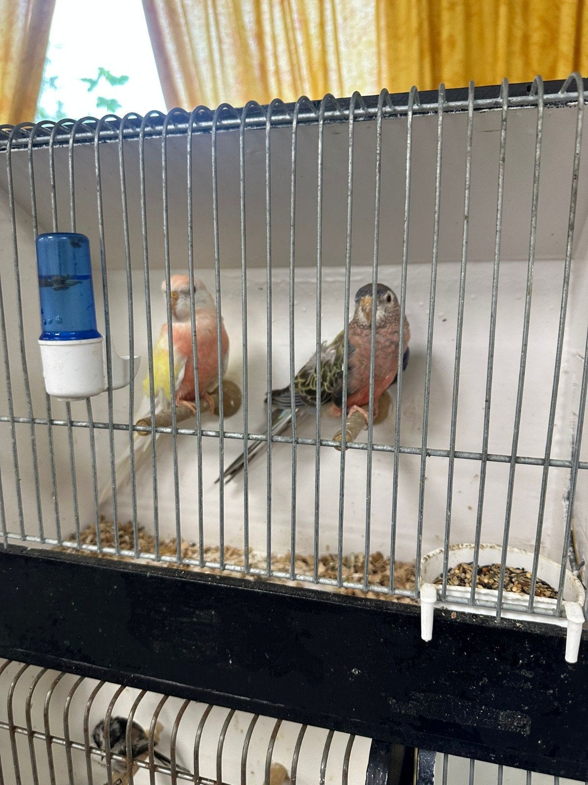 Vogels gevraagd alles wat u heb, Meerdere dieren, Parkiet