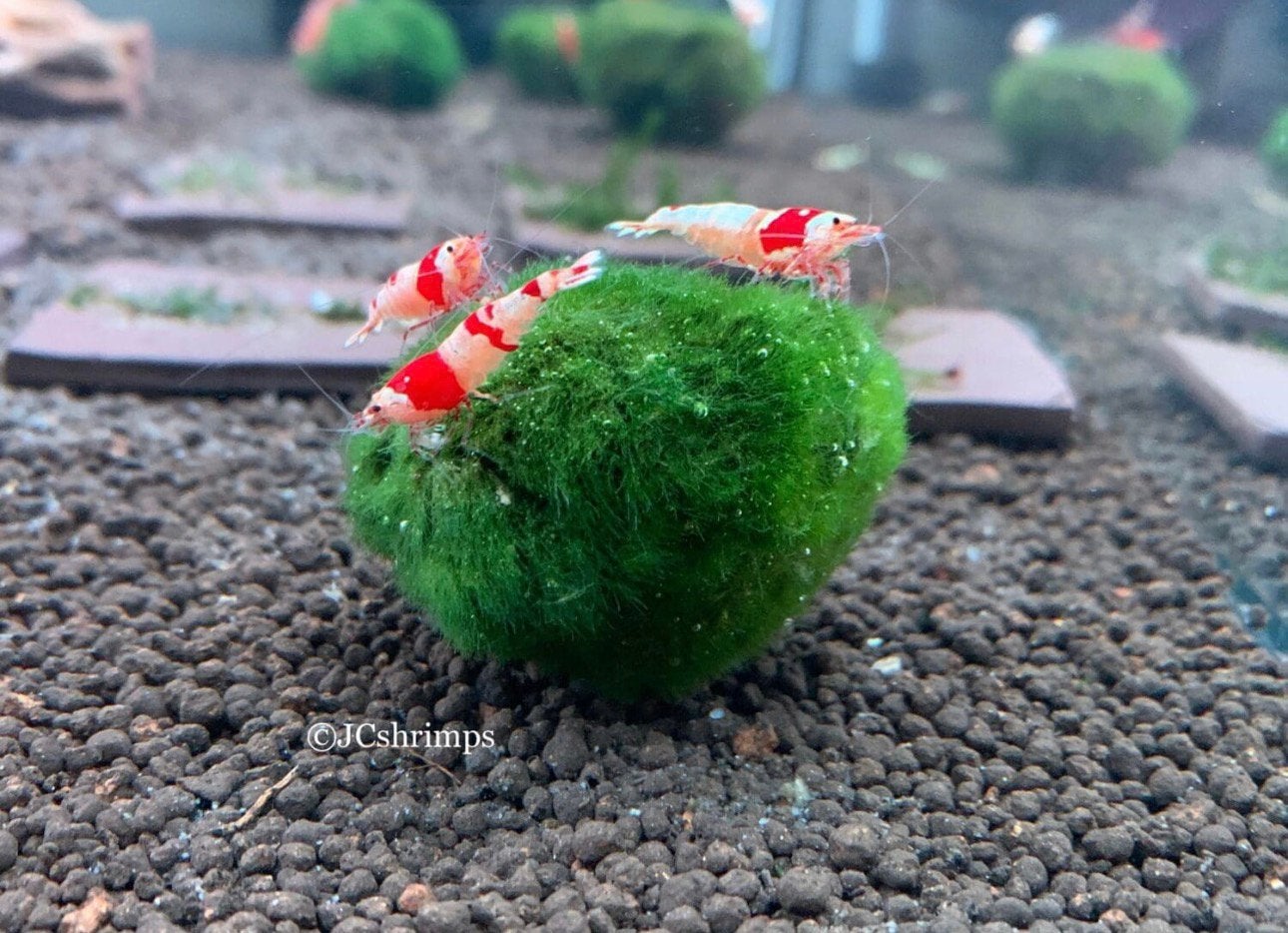 Chladophlora mos bal 3-5 cm | Aquaria planten, -, Nieuw, Ophalen of Verzenden, -