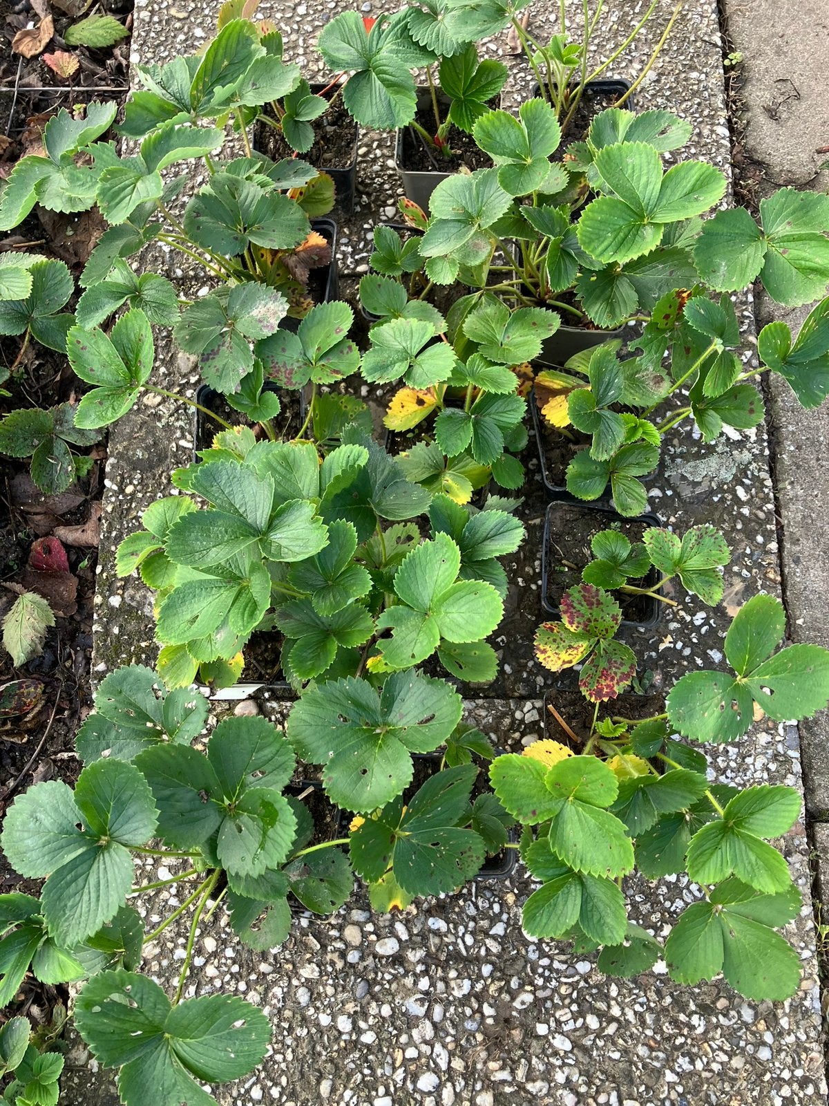 Jonge Aardbei plantjes - over uit eigen volkstuin, Tuin en Terras, Ophalen, Overige soorten, Minder dan 100 cm
