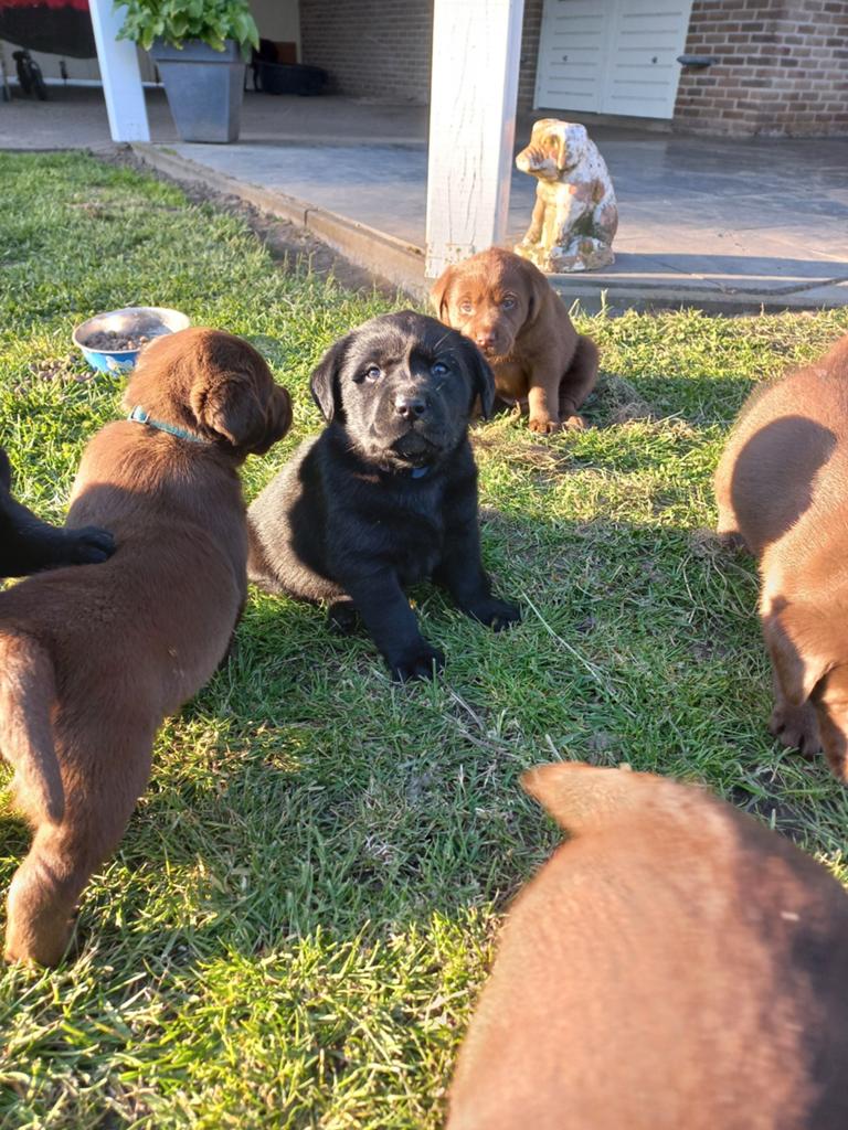 Labrador pups, Dieren en Toebehoren, Honden | Retrievers, Spaniëls en Waterhonden, 8 tot 15 weken, Labrador retriever, Parvo, Meerdere