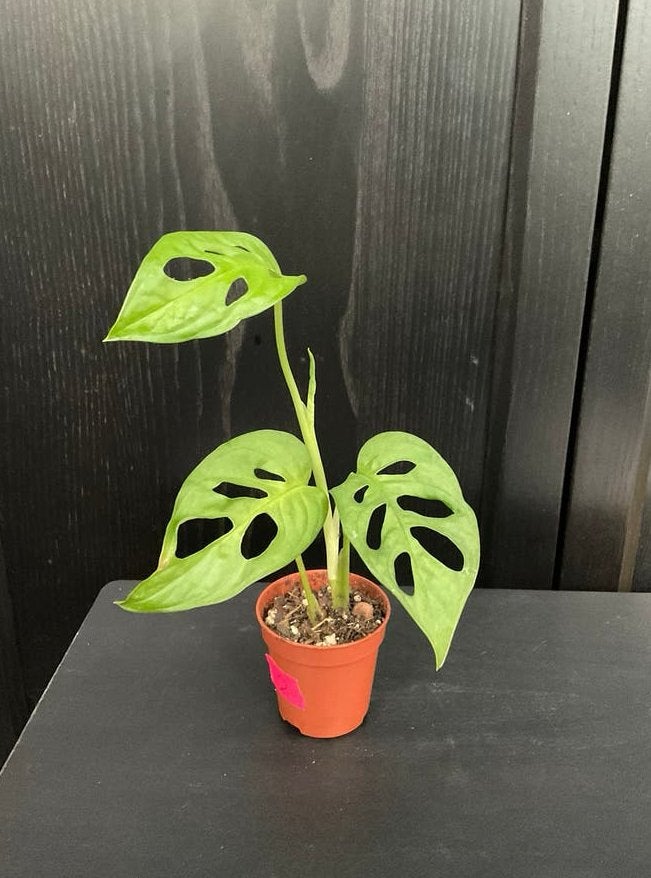 Monstera adansonii stekje 2, Ophalen, Overige soorten, Halfschaduw, Minder dan 100 cm