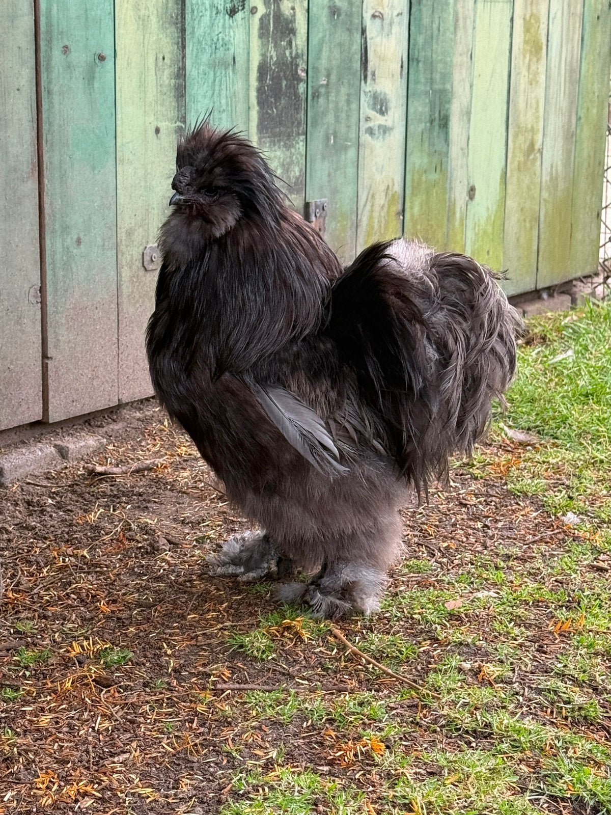 🐣USA🇺🇸Zijdehoen Broedeieren🐥, Dieren en Toebehoren, Pluimvee, Geslacht onbekend, Kip