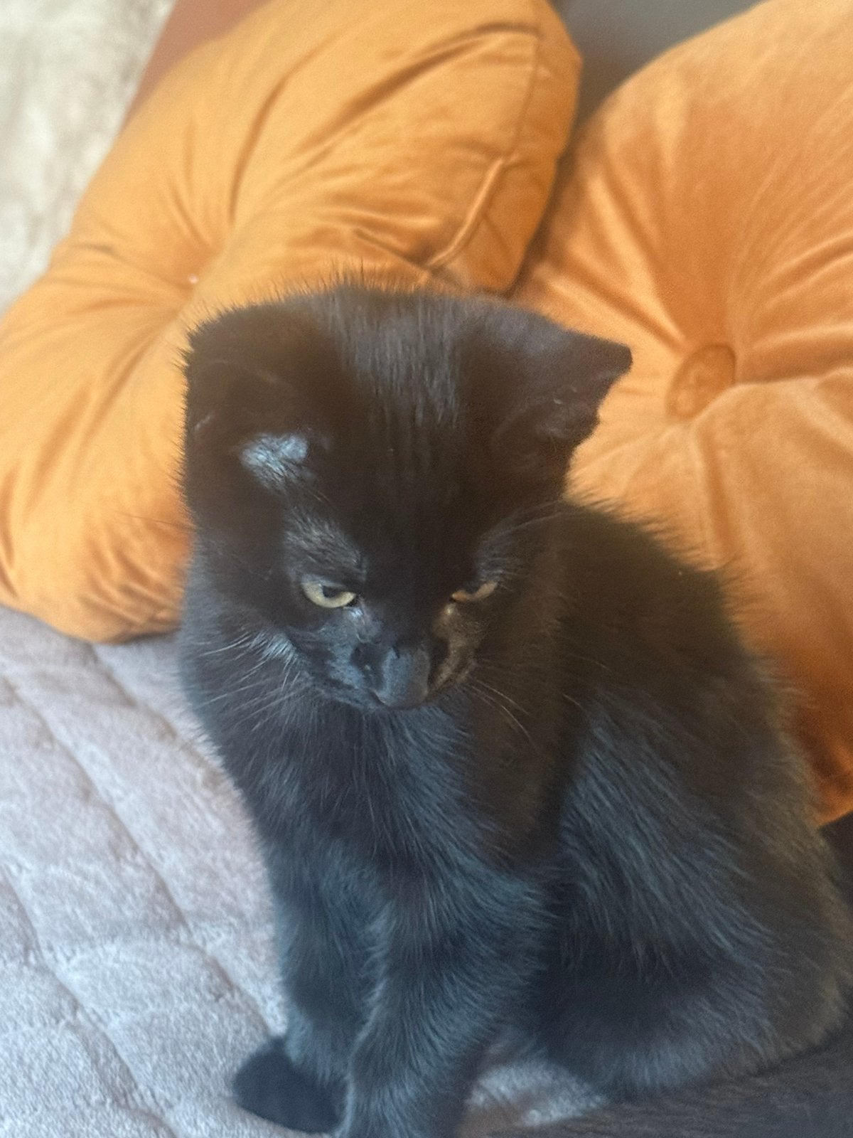 Kitten, Dieren en Toebehoren, Kater