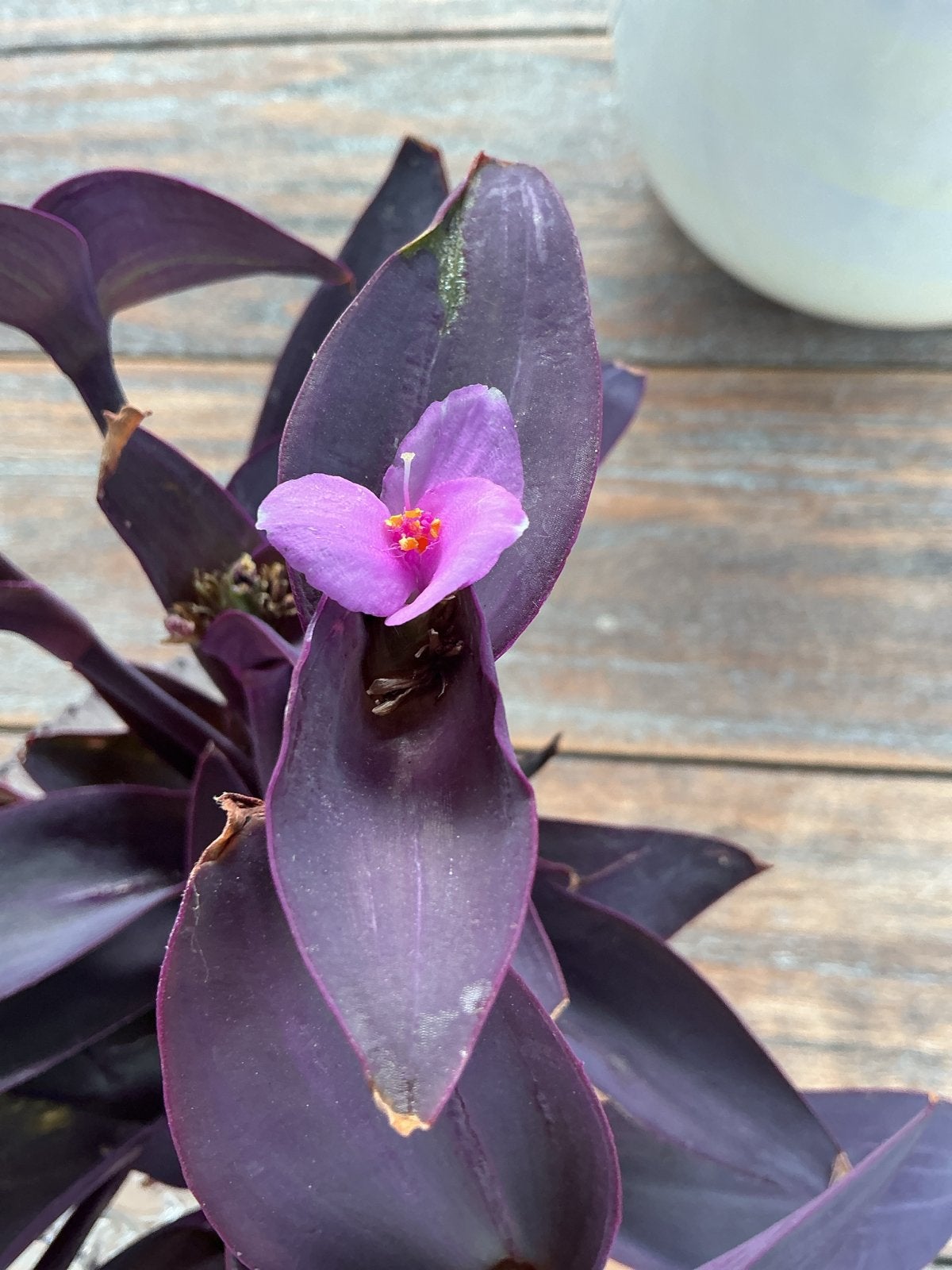 Tradescantia diep Paars blad gewortelde stekken, Vaste plant, Halfschaduw, Zomer, Ophalen
