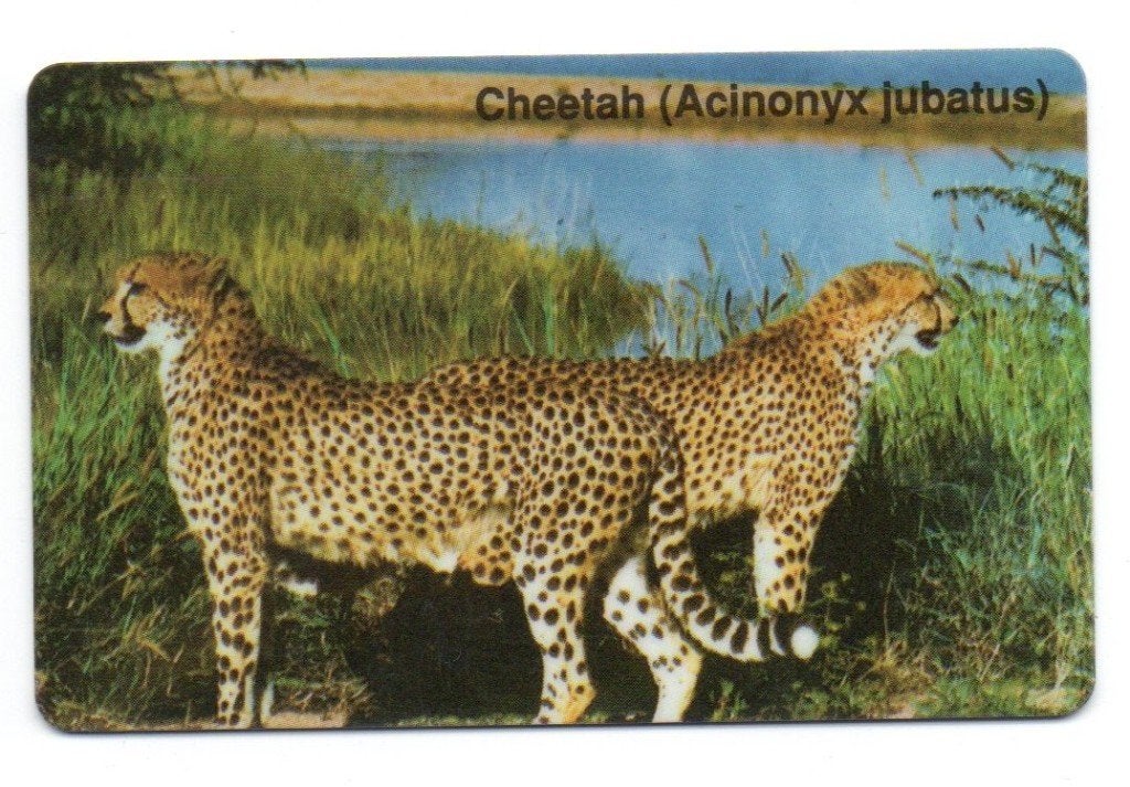 Telefoonkaart Namibië, cheeta's, Ophalen of Verzenden, Buitenland