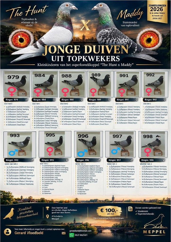 mooie zomerjongen uit bewezen kwekers, Meerdere dieren, Postduif