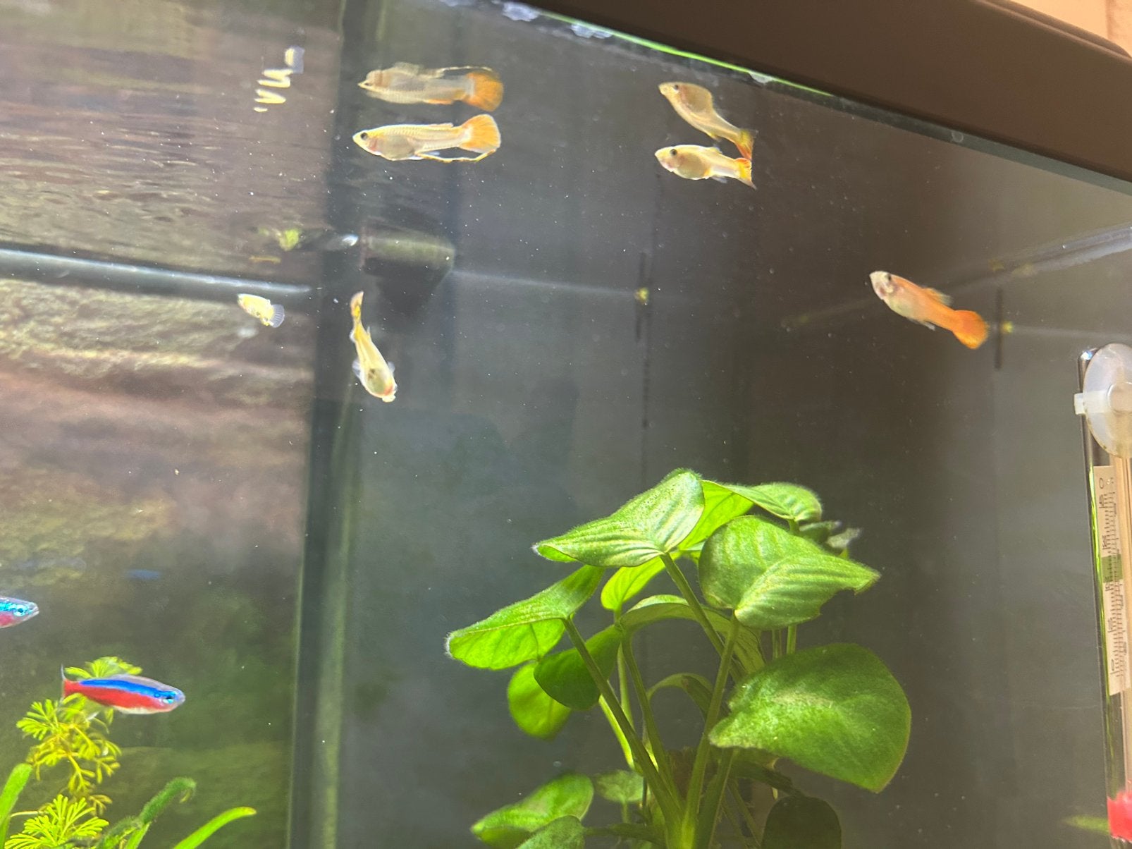 Guppen, Dieren en Toebehoren, Vissen | Aquariumvissen, Vis