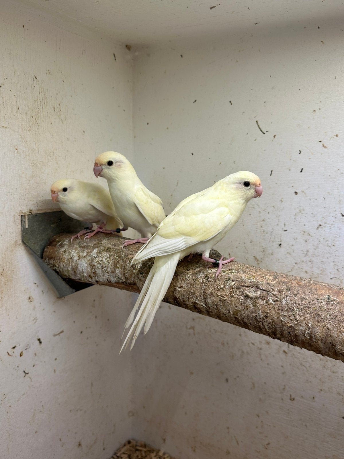 2-6 jonge Kakariki parkieten zoeken gouden huisje!, Dieren en Toebehoren, Vogels | Parkieten en Papegaaien, Meerdere dieren, Parkiet