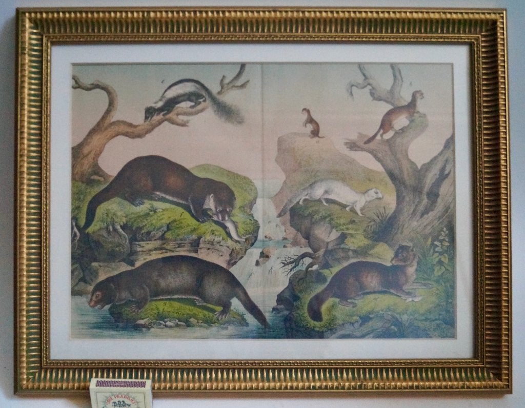 2657 natuurhistorische prent met marterachtigen, Achter glas, Dieren, Ophalen of Verzenden, Klassiek