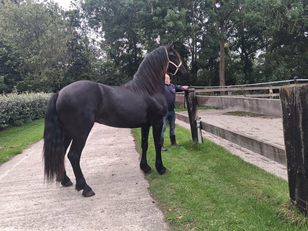 2.5 jarige aansprekende Friese Hengst, Dieren en Toebehoren, Met stamboom, Hengst, 3 tot 6 jaar, 160 tot 165 cm